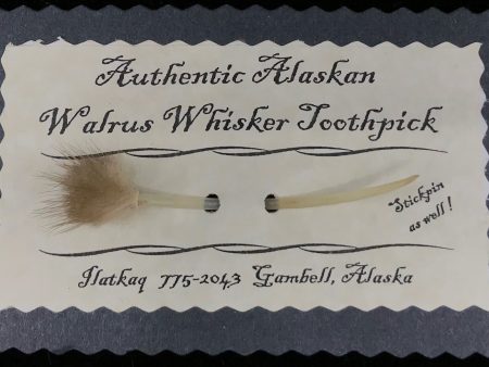 Toothpick- B. Apangalook: Walrus Whisker Sale